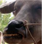 surosjana's Avatar