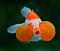 V-Goldfish's Avatar