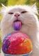 little-chacha's Avatar