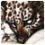 AccuncSlalync's Avatar