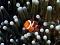 coralnemo's Avatar