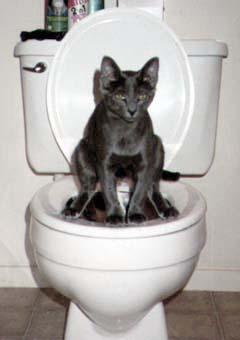 Name:  cattoilet.jpg
Views: 305
Size:  10.0 KB