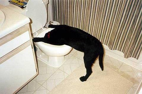 Name:  pet13.jpg
Views: 1347
Size:  27.8 KB