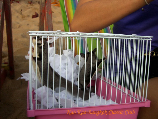 Name:  CIMG0861 copy.jpg
Views: 15474
Size:  118.7 KB