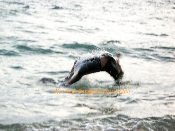 Name:  CIMG0866 copy copy.jpg
Views: 665
Size:  77.2 KB