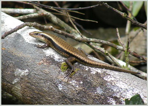 Name:  2007-03-113580506.jpg
Views: 100
Size:  39.4 KB