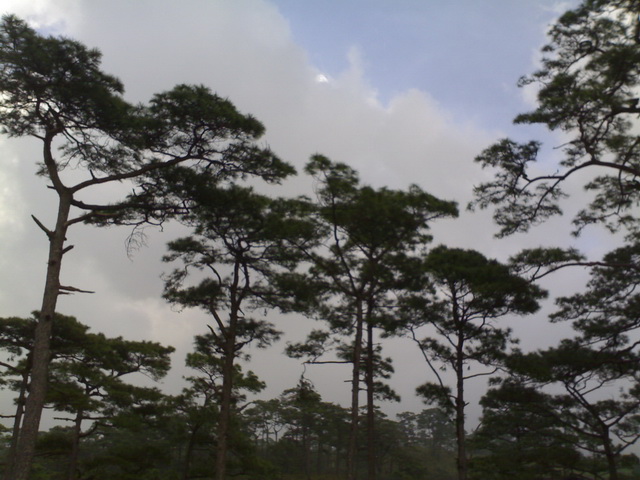 Name:  101020091117.jpg
Views: 663
Size:  123.3 KB