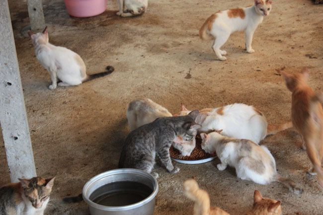 Name:  86.jpg
Views: 358
Size:  101.3 KB