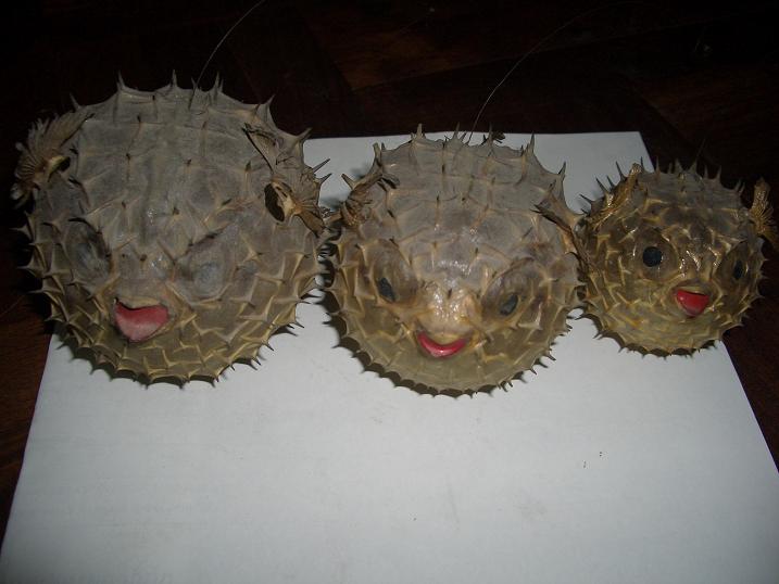 Name:  CIMG2900.JPG
Views: 1995
Size:  78.9 KB