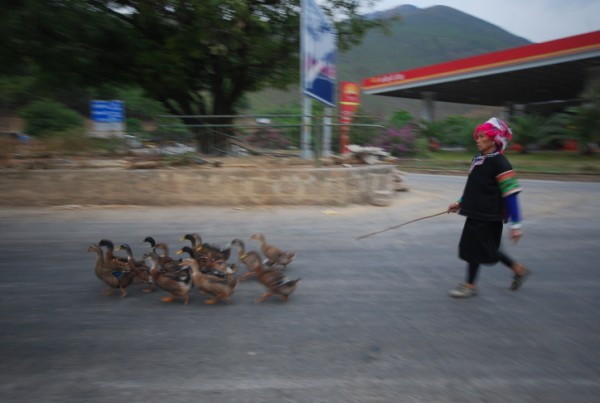 Name:  DSC_6609.jpg
Views: 1326
Size:  80.8 KB