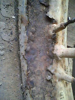 Name:  04-14-10-170945..jpg
Views: 312
Size:  32.0 KB