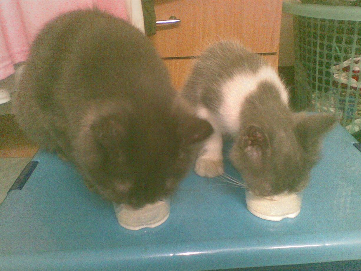 Name:  ٻҾ158.jpg
Views: 122
Size:  152.9 KB