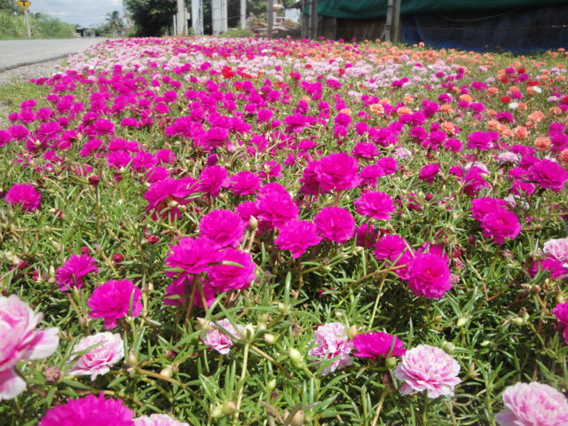 Name:  DSC03477.JPG
Views: 9021
Size:  149.4 KB