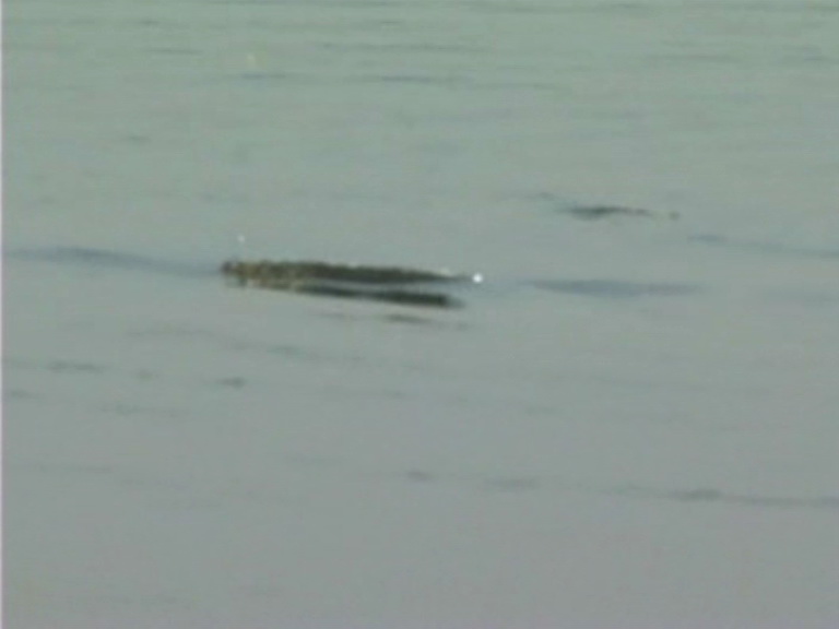Name:  Serpent7.jpg
Views: 287
Size:  46.3 KB