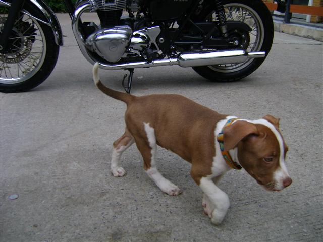 Name:  DSC04017 (Small).JPG
Views: 11099
Size:  55.6 KB