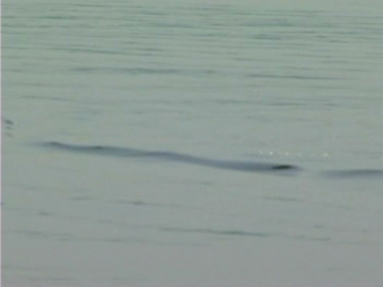 Name:  Serpent5.jpg
Views: 222
Size:  52.5 KB
