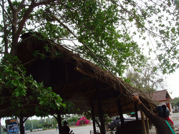 Name:  SNV33589.jpg
Views: 436
Size:  148.8 KB