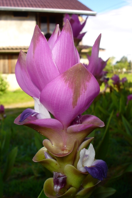 Name:  DSC02241.JPG
Views: 169
Size:  121.7 KB