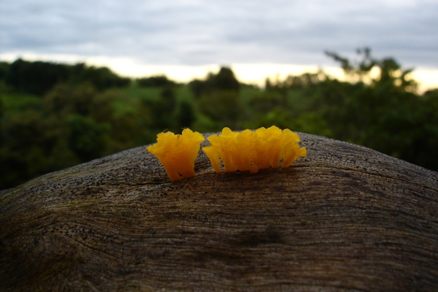 Name:  DSC02247.JPG
Views: 161
Size:  122.5 KB