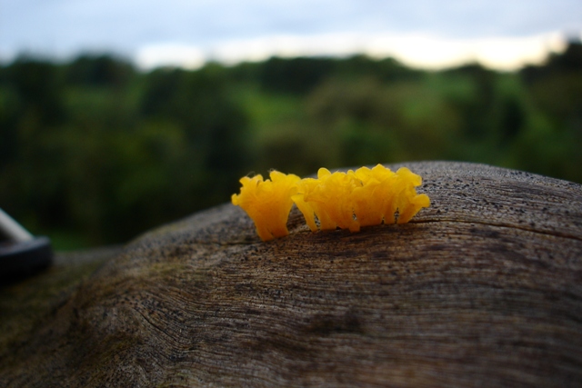 Name:  DSC02252.JPG
Views: 154
Size:  114.2 KB