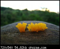 Name:  45826_142904725743716_100000725674994_254740_649383_n.jpg
Views: 99
Size:  11.8 KB