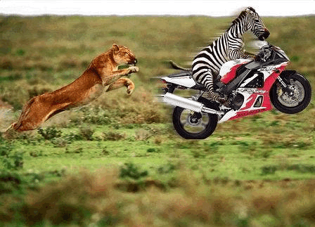 Name:  zebra%20lion.gif
Views: 1354
Size:  101.3 KB