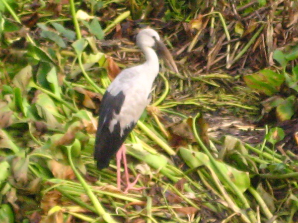Name:  IMG_0216.jpg
Views: 286
Size:  142.9 KB