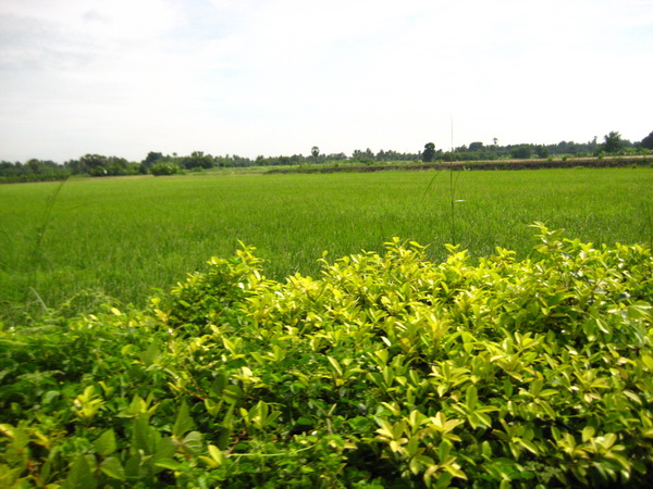 Name:  IMG_0223.jpg
Views: 282
Size:  138.2 KB