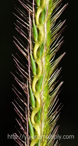 Name:  DSC_5963.jpg
Views: 367
Size:  28.0 KB