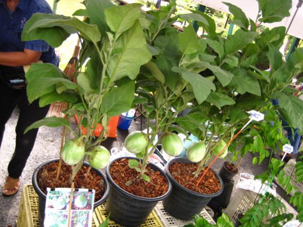 Name:  IMG_0319.jpg
Views: 276
Size:  60.1 KB