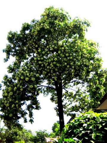 Name:  IMG_0521.jpg
Views: 248
Size:  54.1 KB