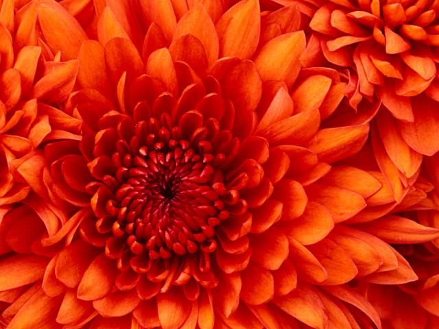 Name:  Chrysanthemum.jpg
Views: 1228
Size:  53.3 KB
