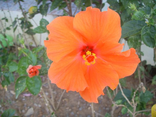 Name:  SSL10059.jpg
Views: 171
Size:  37.2 KB