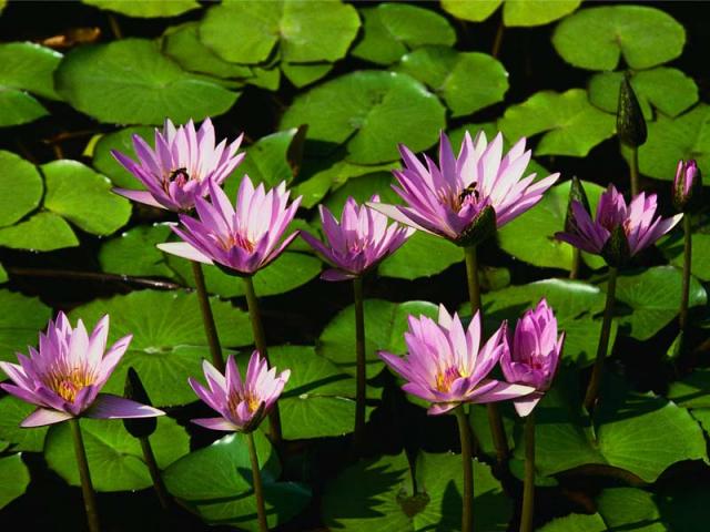 Name:  Water lilies.jpg
Views: 282
Size:  52.9 KB