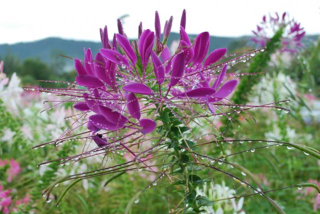 Name:  Big 10.jpg
Views: 144
Size:  52.1 KB