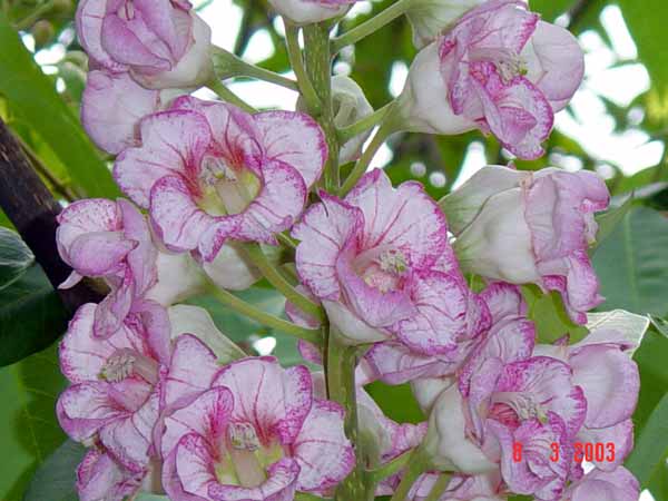 Name:  ٤2.jpg
Views: 1247
Size:  34.5 KB