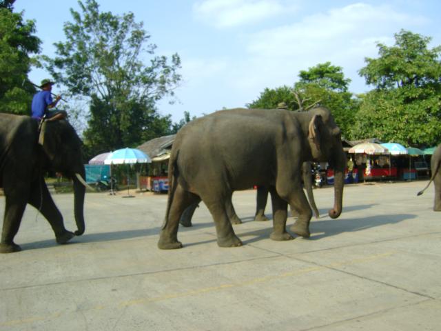 Name:  DSC02645.jpg
Views: 1077
Size:  42.5 KB