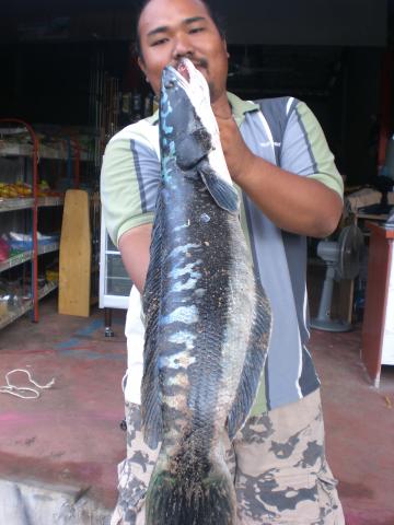 Name:  CIMG0991.jpg
Views: 1417
Size:  29.5 KB