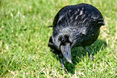 Name:  x65964373kb0.jpg
Views: 188
Size:  85.3 KB