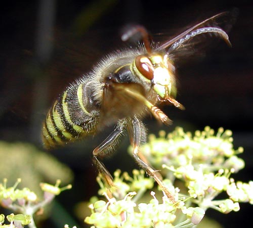 Name:  kwasp7.jpg
Views: 1487
Size:  47.7 KB