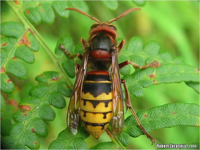Name:  Hymenoptera_Vespidae_Vespinae__Vespa_crabro__2006_09_02__Gdansk__2.jpg
Views: 1505
Size:  47.8 KB