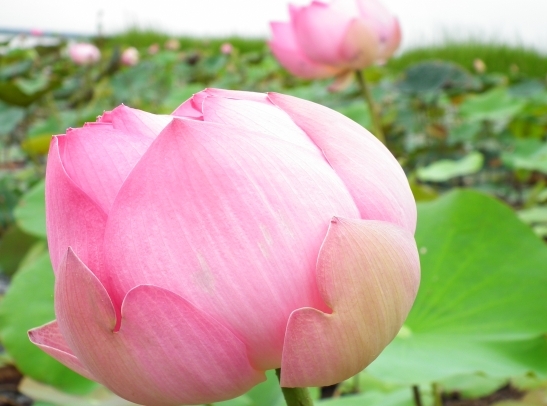 Name:  new_DSCF0654.jpg
Views: 252
Size:  146.7 KB