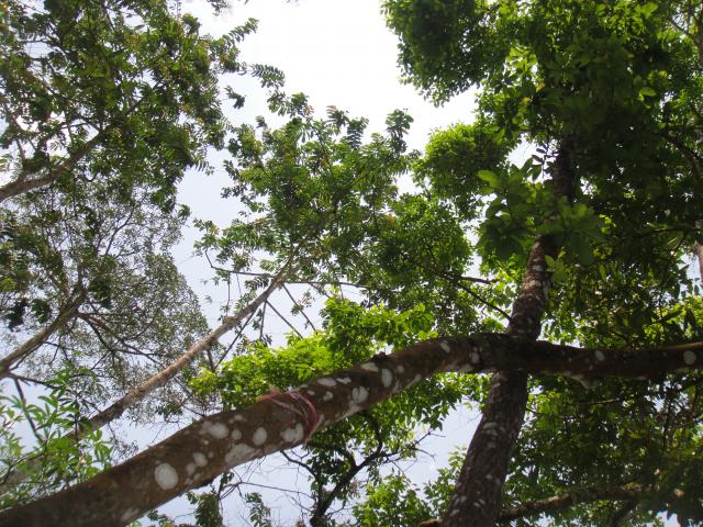 Name:  DSC01288.jpg
Views: 307
Size:  95.0 KB