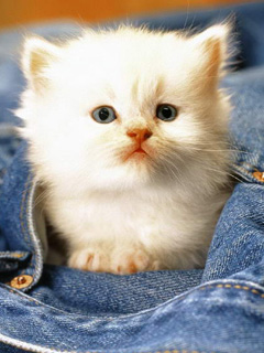 Name:  i-mobile2.jpg
Views: 70
Size:  34.2 KB