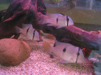 Name:  IMG_3970.jpg
Views: 1835
Size:  53.2 KB