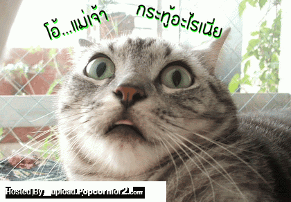 Name:  GCk82514.gif
Views: 262
Size:  74.5 KB