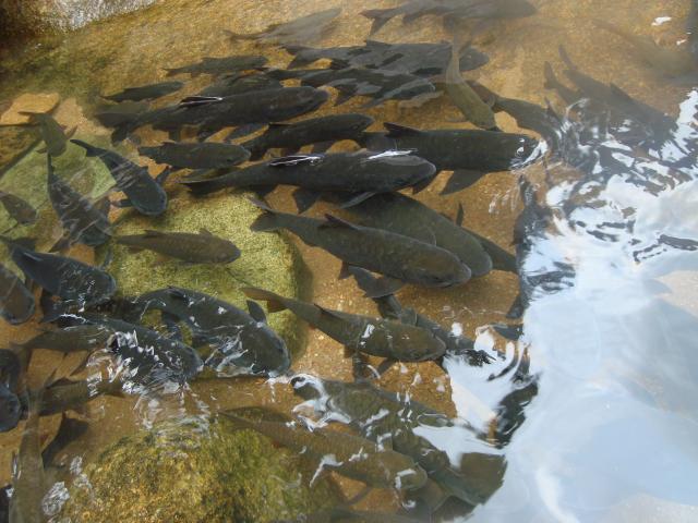 Name:  DSC05114.jpg
Views: 1175
Size:  54.1 KB