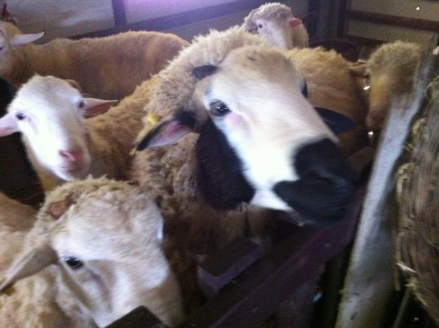 Name:  画像 094.jpg
Views: 376
Size:  38.3 KB