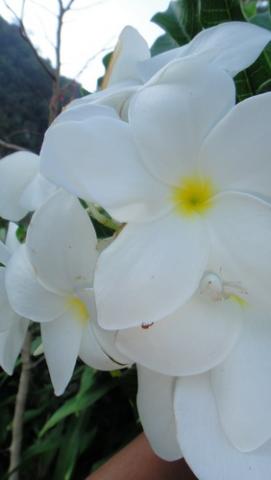 Name:  DSC00884_resize.jpg
Views: 166
Size:  12.3 KB
