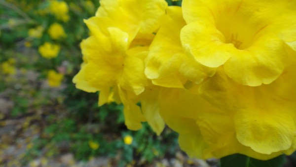 Name:  DSC00887_resize.JPG
Views: 168
Size:  70.6 KB